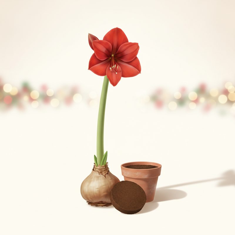 Illustration of Holiday Bulb Grow Kit (Amaryllis)